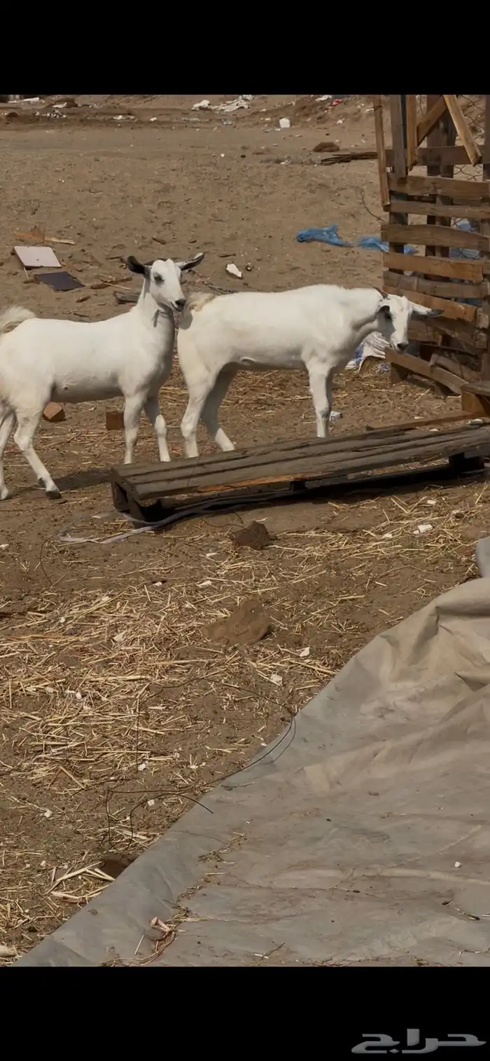 جفرات عفر دفيع 2