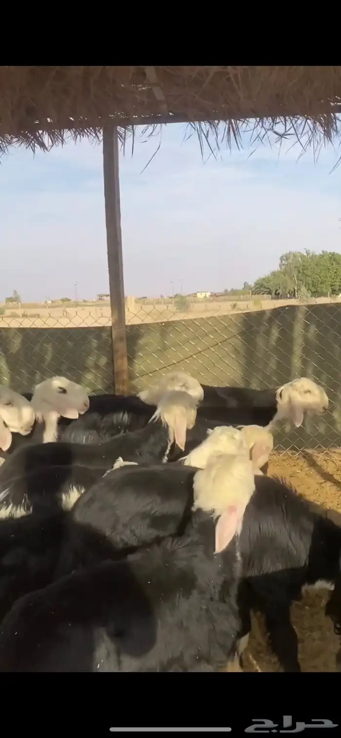 للبيع بهم نجد طليان نجد تم البيع 3