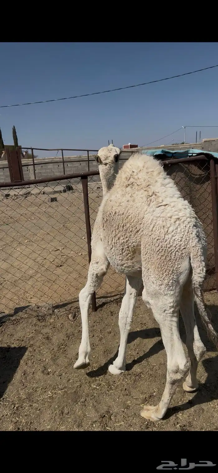 قعود ارباع 0