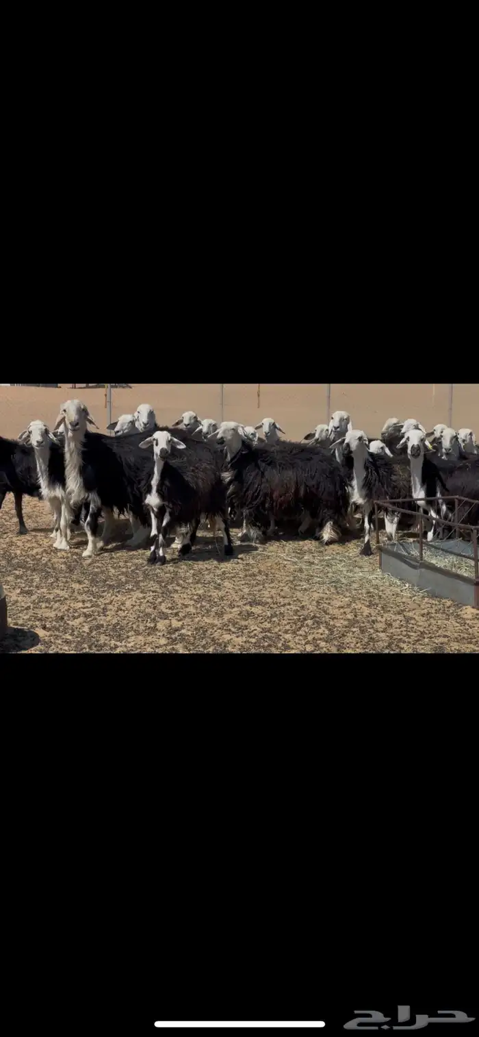 ضان نجد مراح دفيع 2