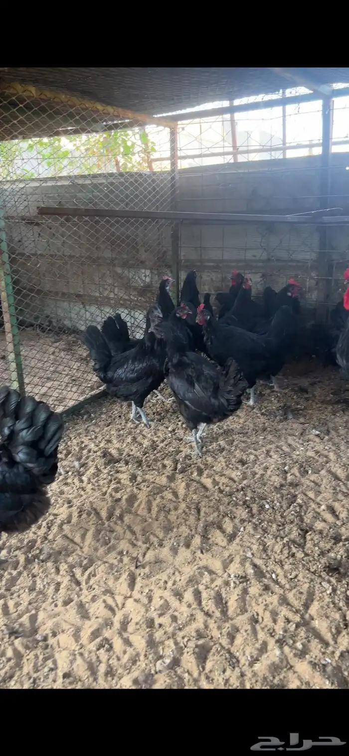 دجاج اسود لماع 2