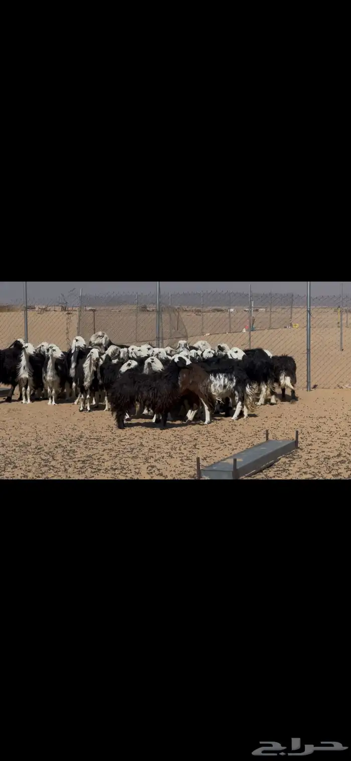 ضان نجد مراح دفيع 0