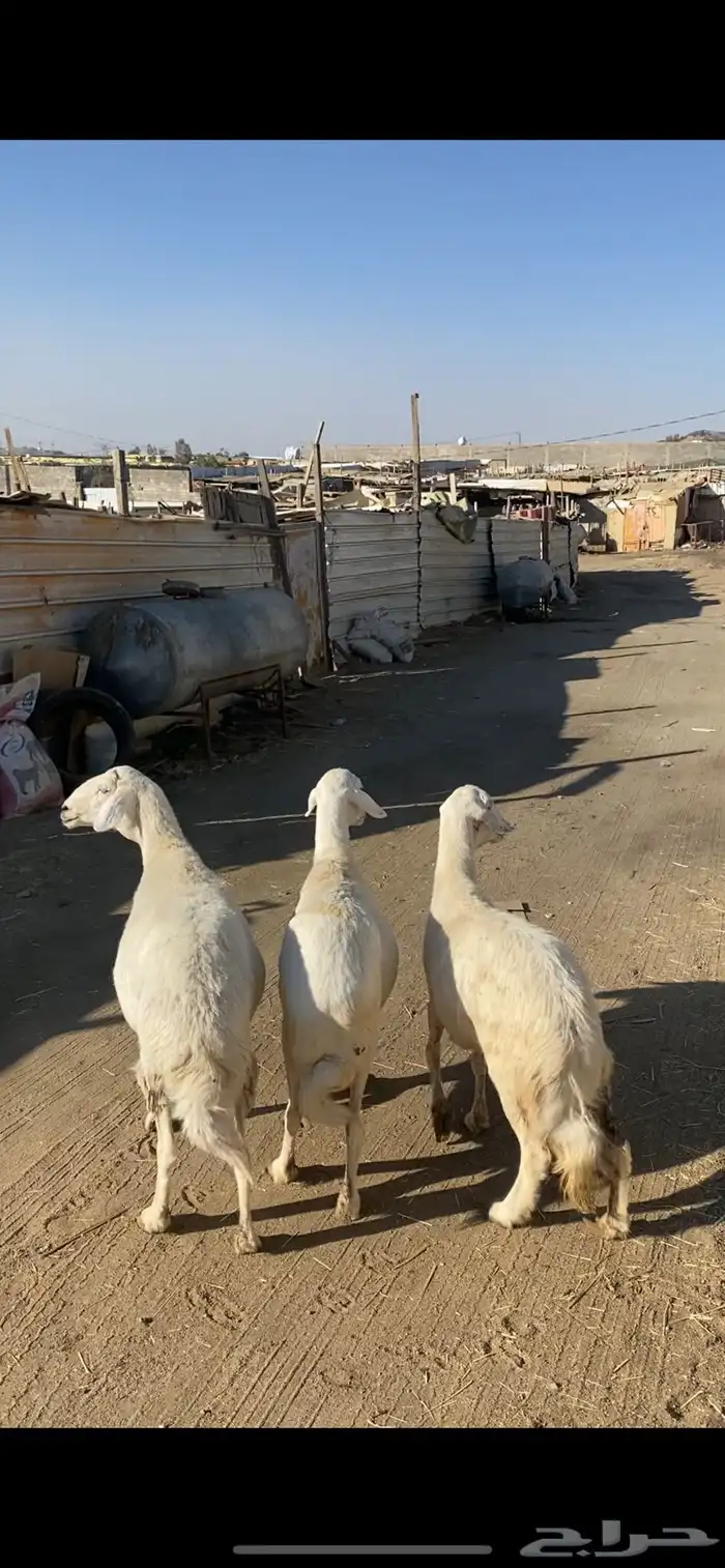 4 عروض حلال مشروطة وطيبة 0