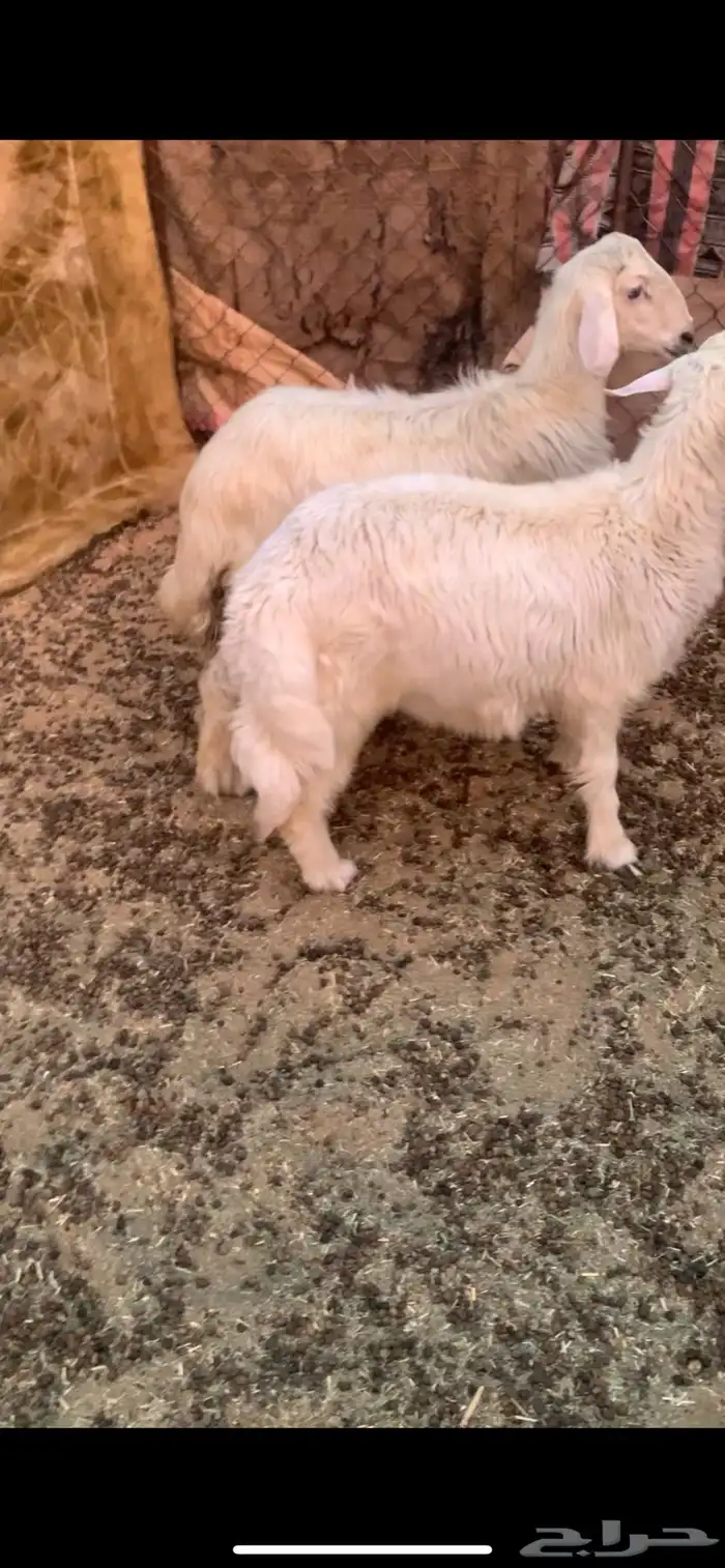 خروفين كفو 2