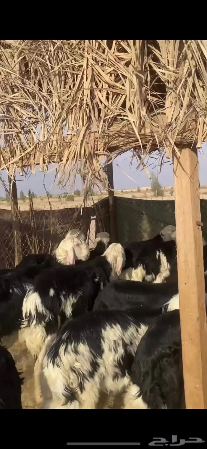 للبيع بهم نجد طليان نجد تم البيع 2