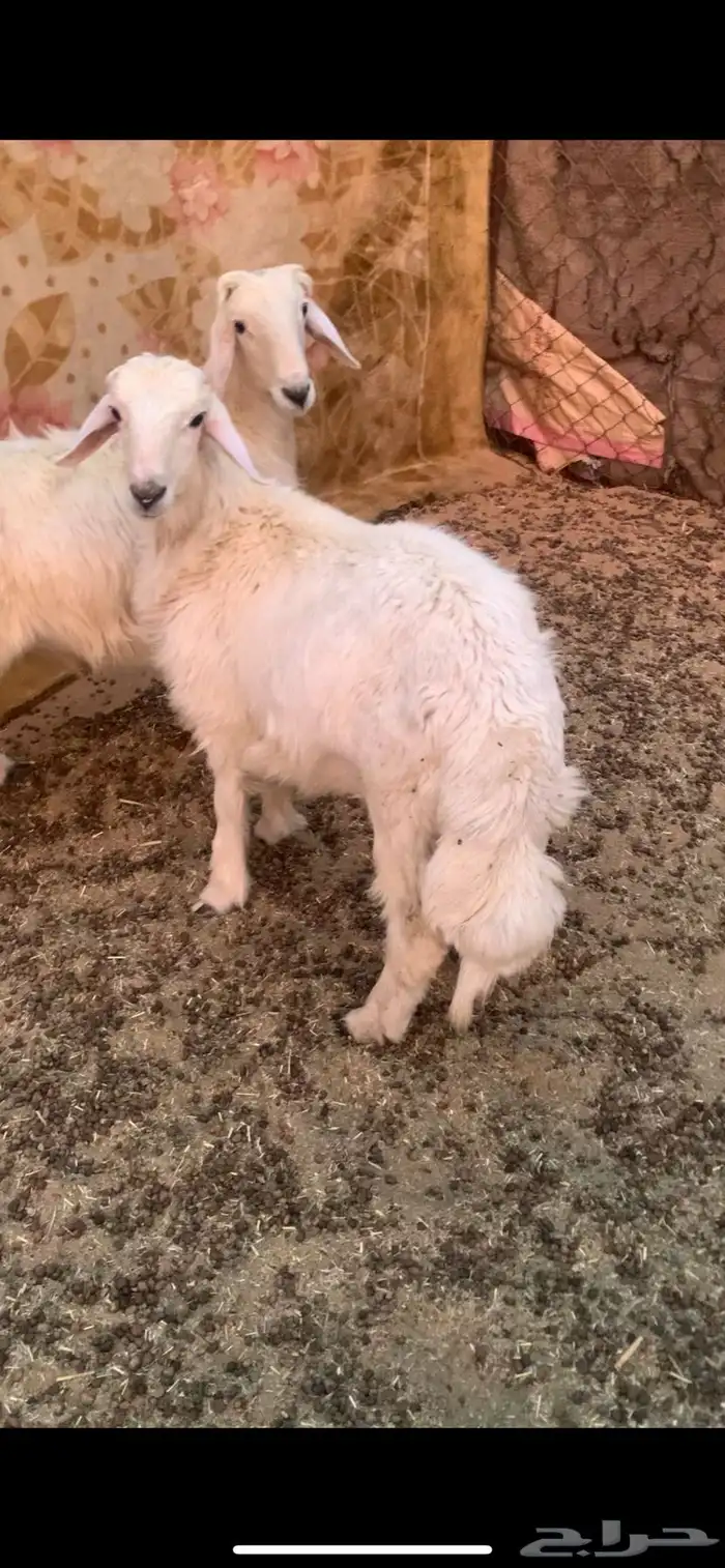 خروفين كفو 0