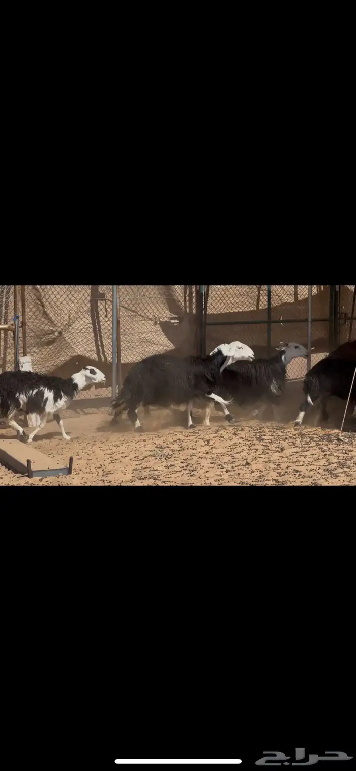 ضان نجد مراح دفيع 7