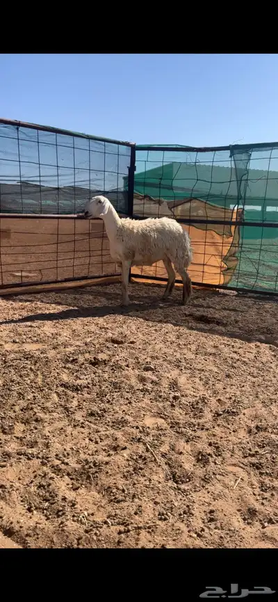 رخال حريات حرش والد index