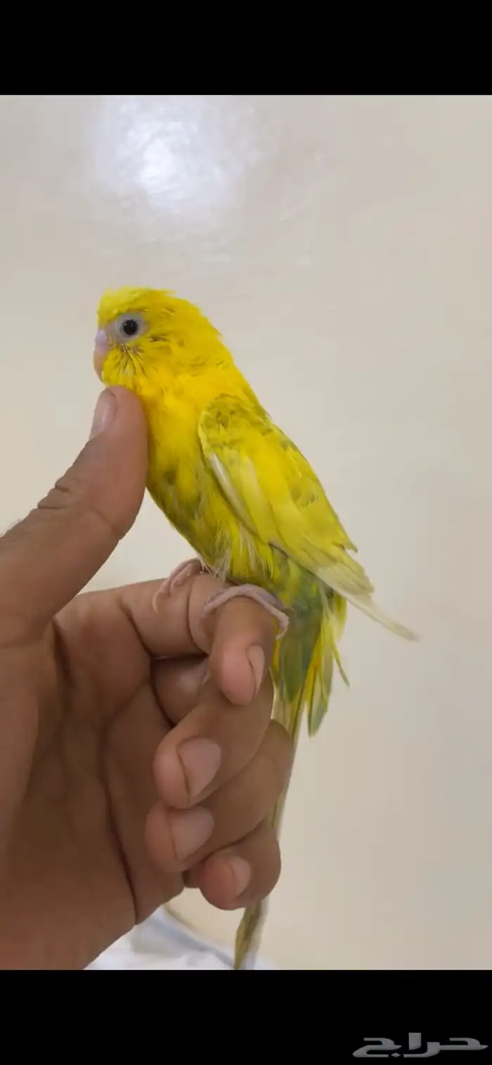 باجي للبيع 0