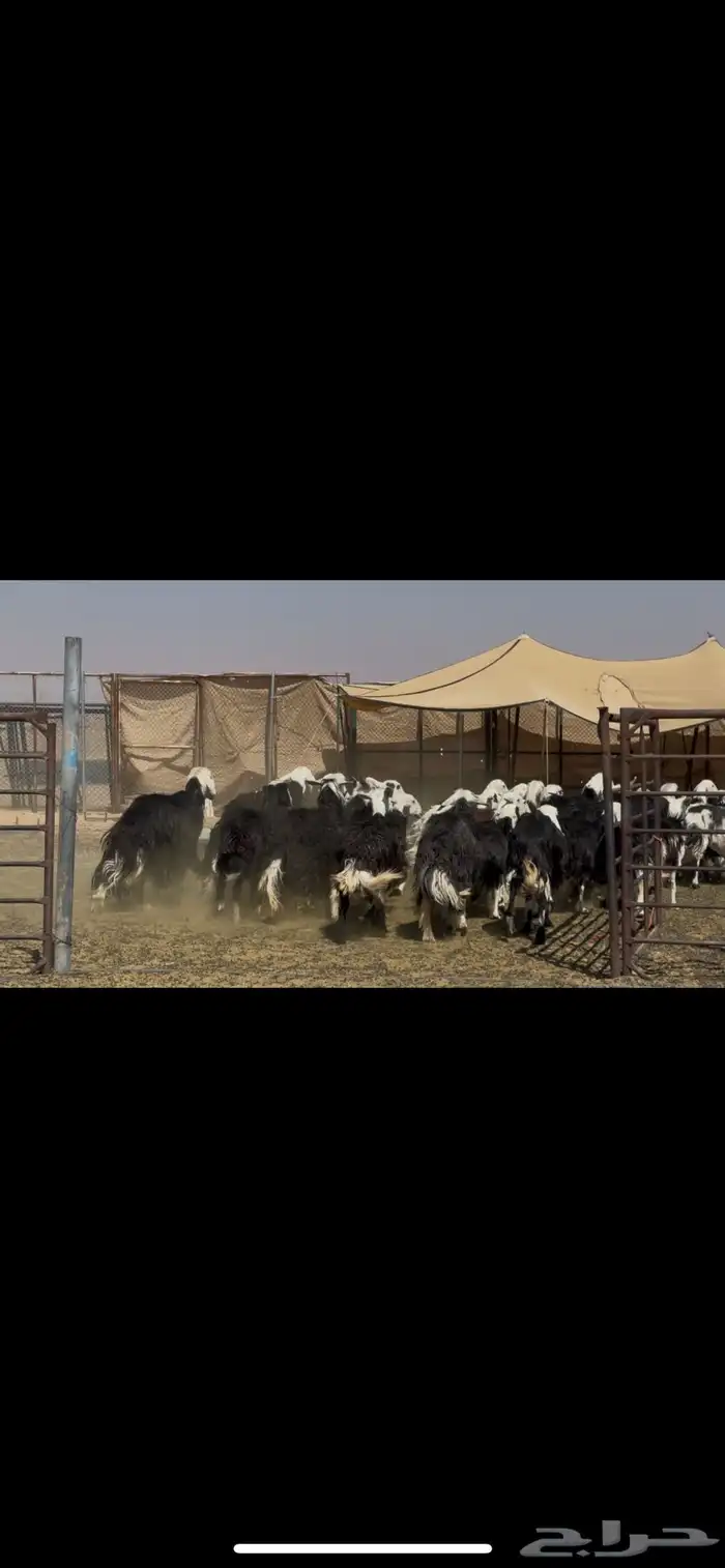 ضان نجد مراح دفيع 10