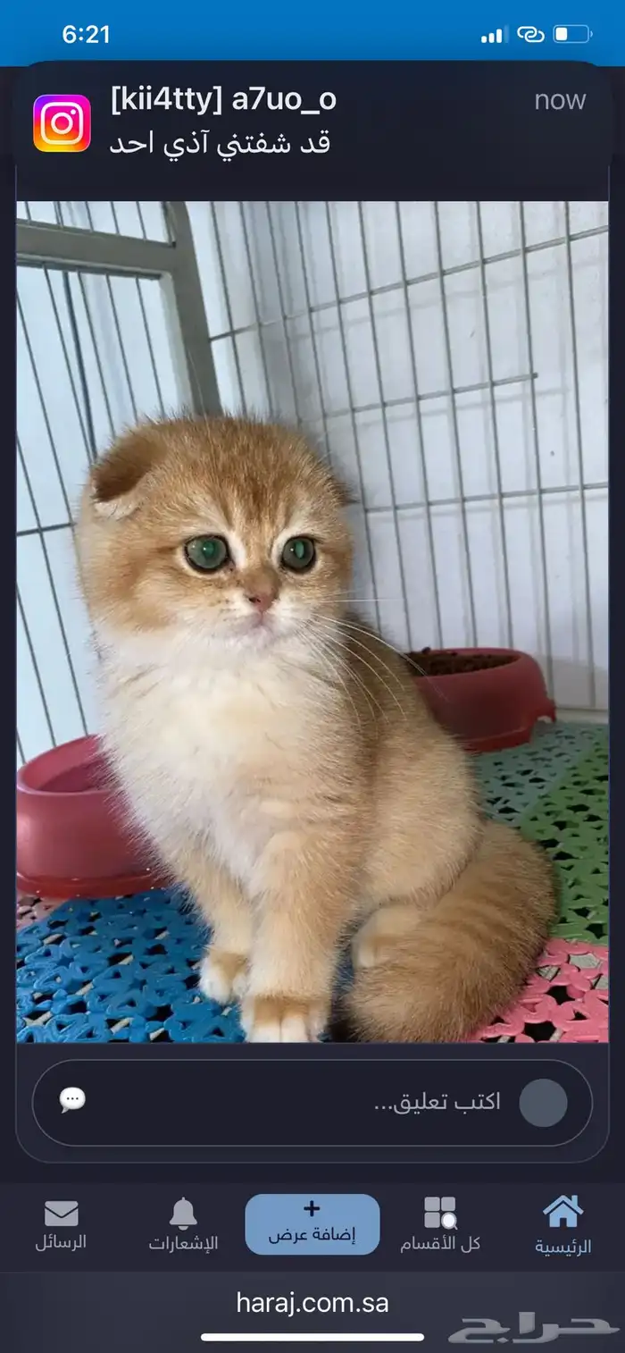 احتاج قطه كيتن سكوتش تبني بجده تشبهه الصور بليز من اول ادور 3