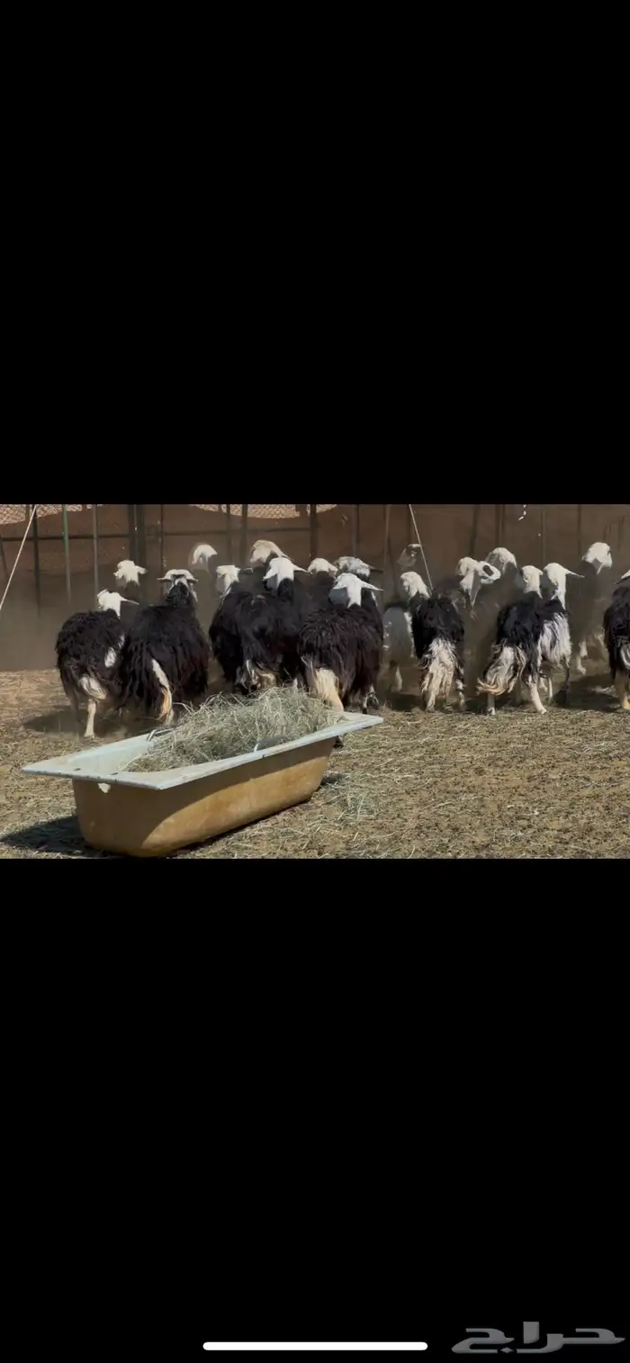 ضان نجد مراح دفيع 11