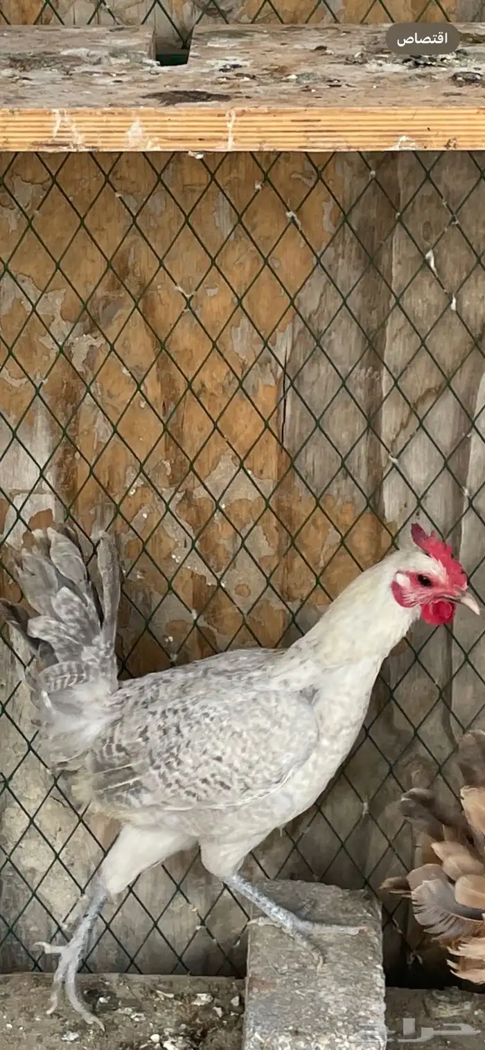 دجاجه فيومي 2