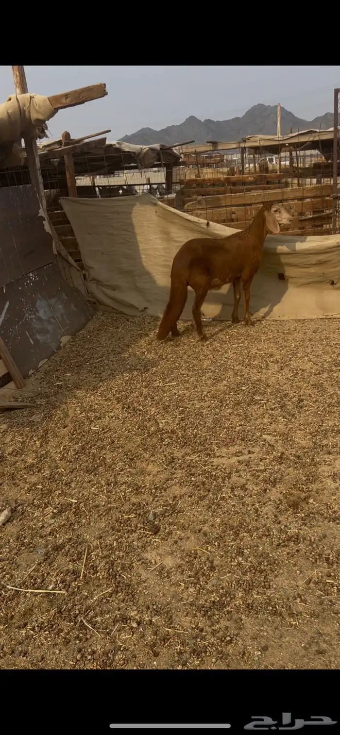 رخل سواكنييه حمريه انتاج محلي 1