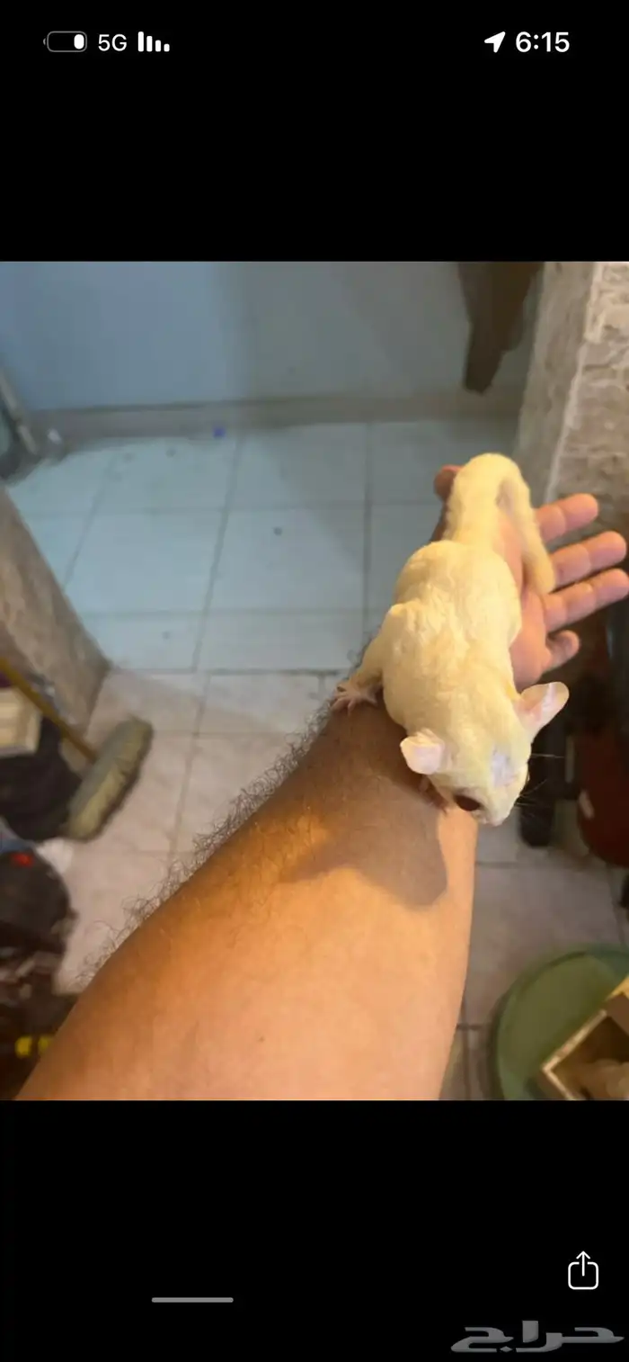 زوجين ودكر 1