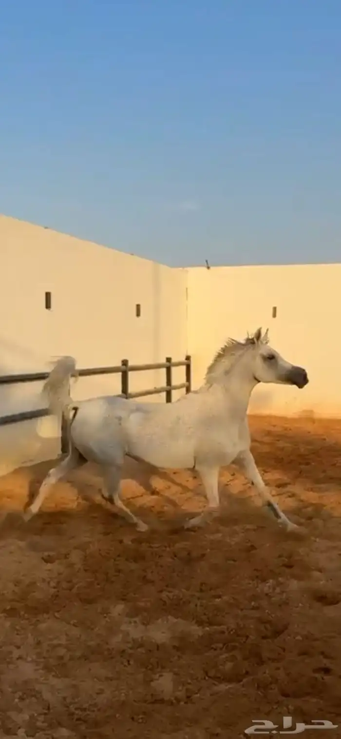 فرس واهو للبيع 2