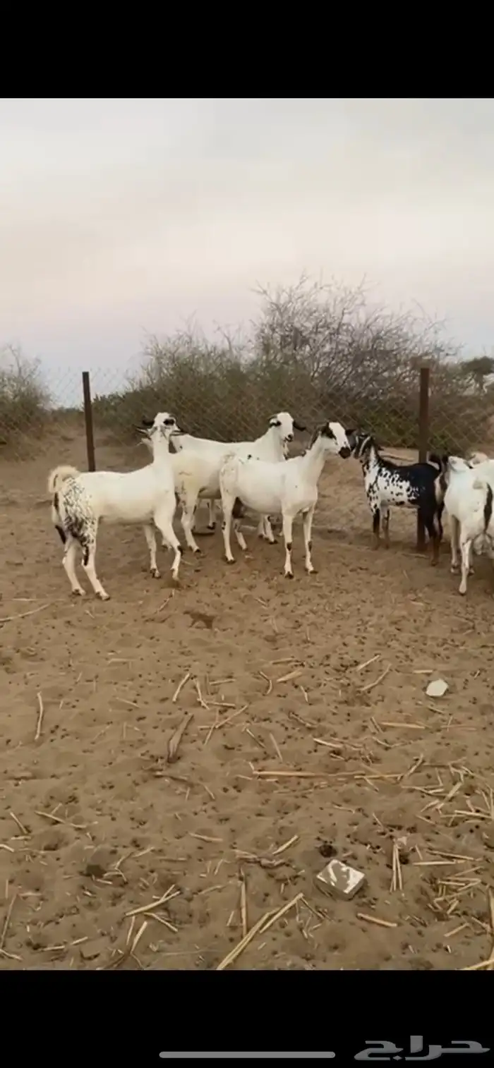 بيشيات للبيع 5