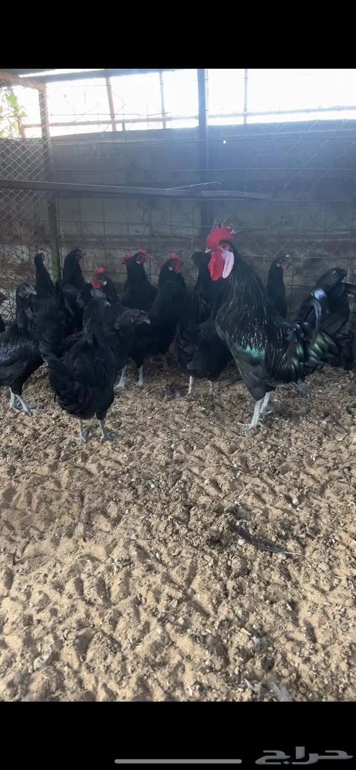 دجاج اسود لماع 5