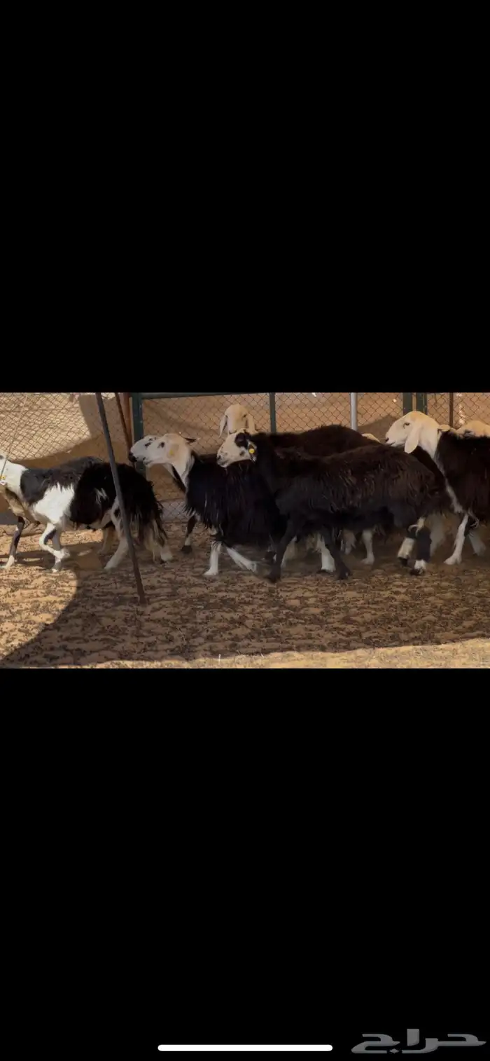 ضان نجد مراح دفيع 5