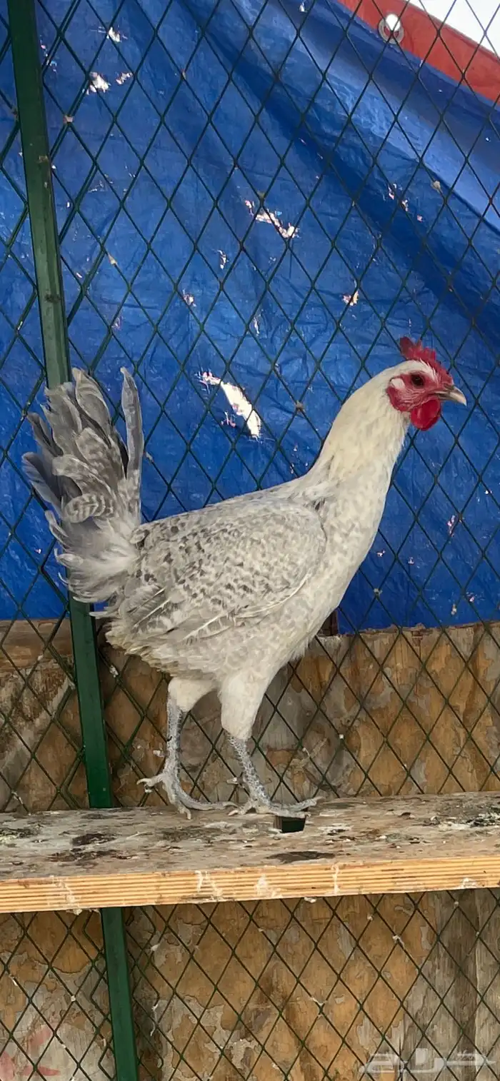 دجاجه فيومي 1