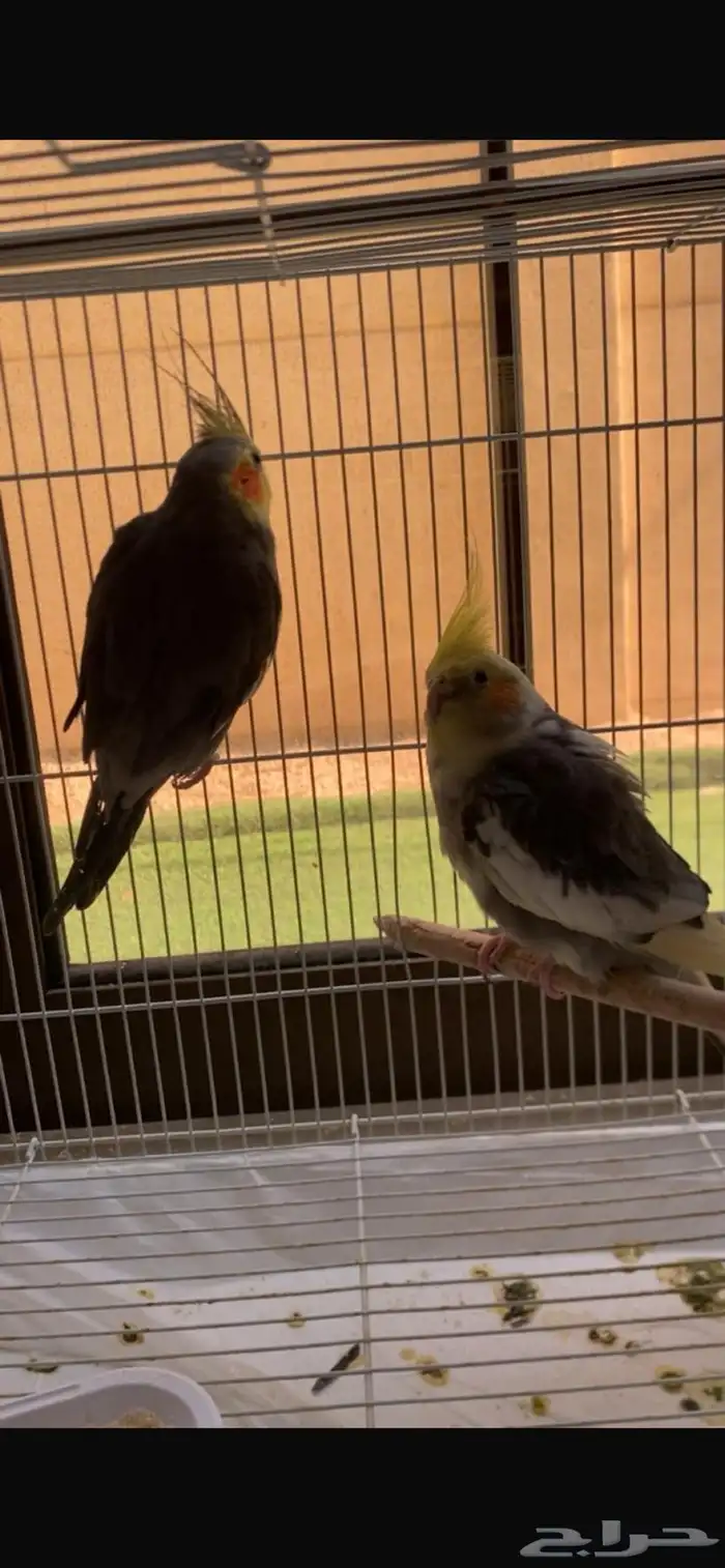 طيور ببغاوات 2