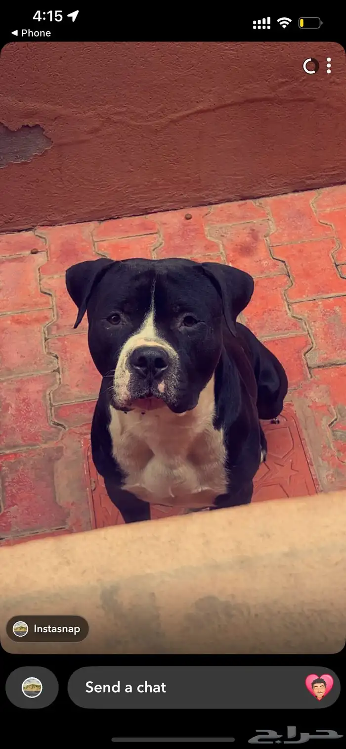 كلاب بيتبول للبيع مستوى رائع 5