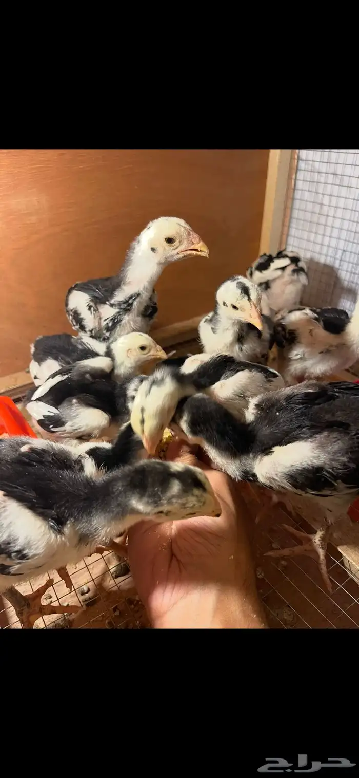 فروخ شامو الماني هزاز 9