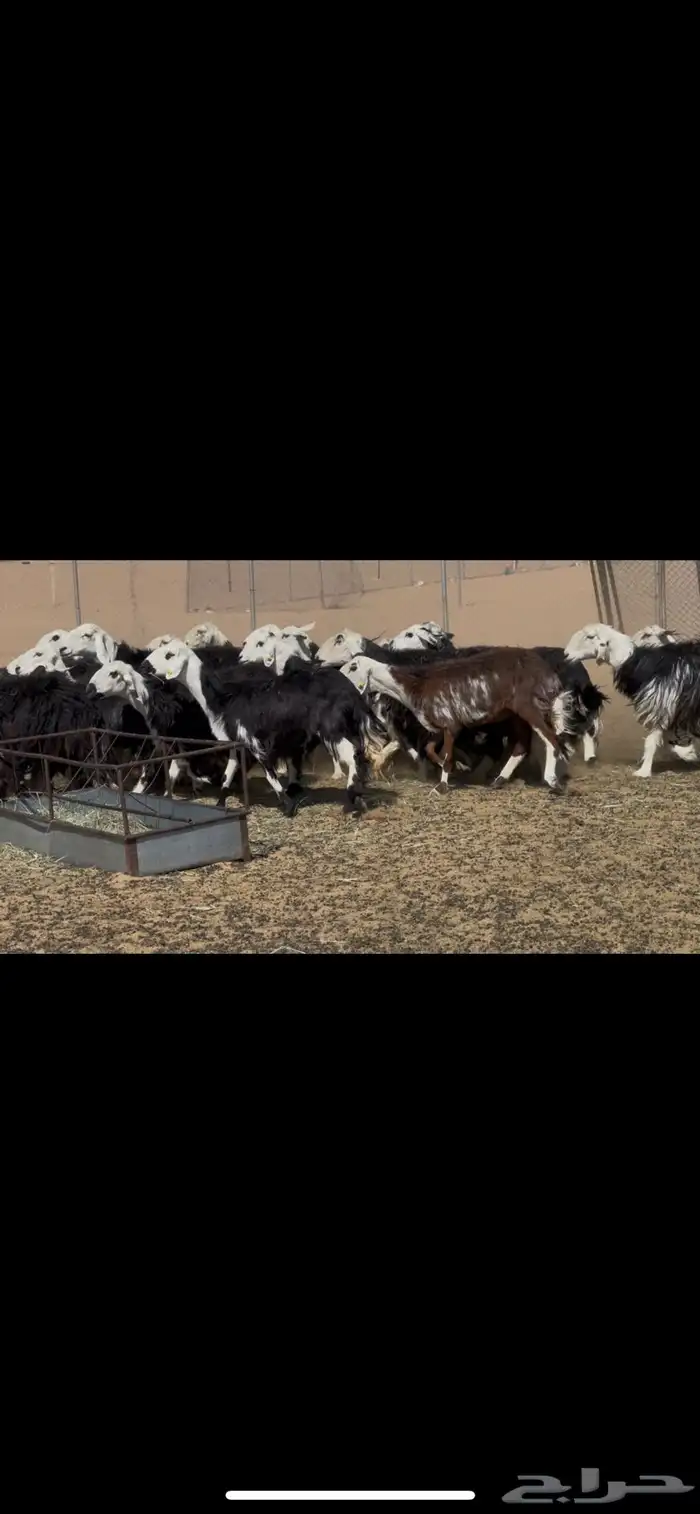 ضان نجد مراح دفيع 9