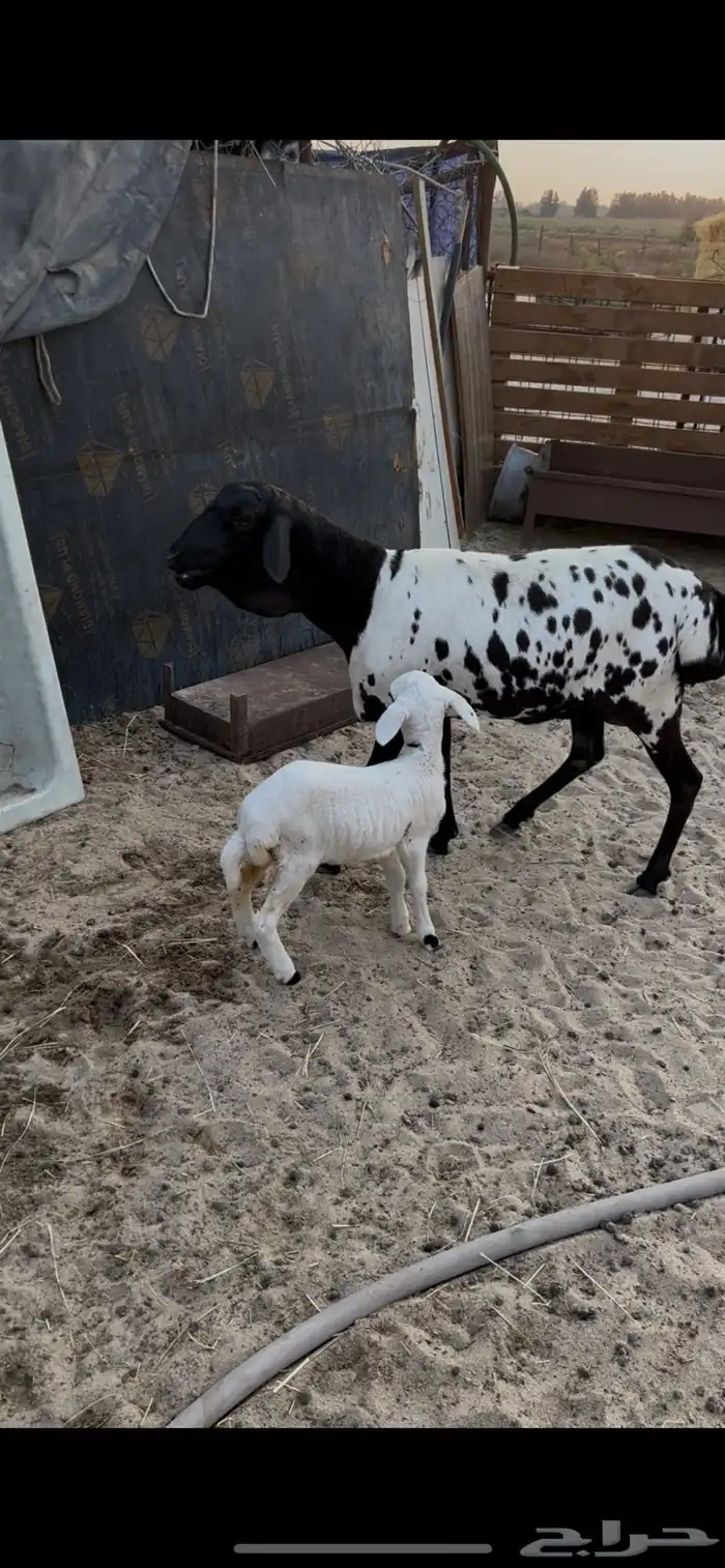 بربريه متبع بيرشن 0