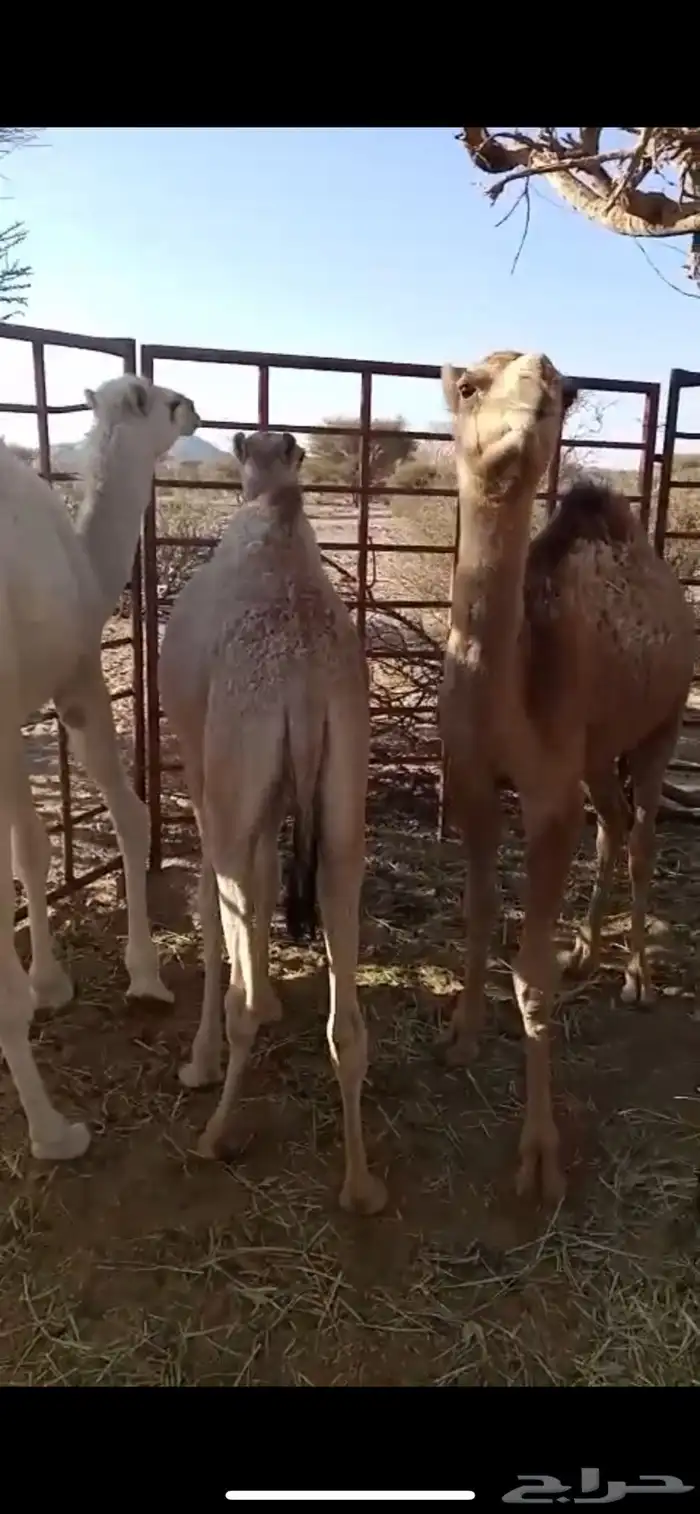 للبيع حشوان 0