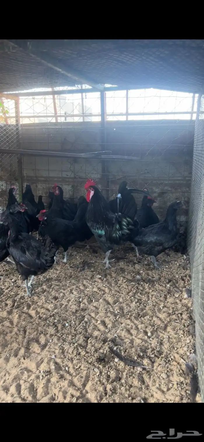 دجاج اسود لماع 1