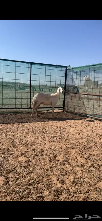 رخال حريات حرش والد index