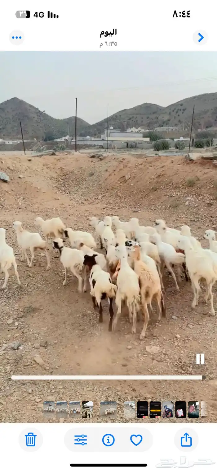 رخال رفيدية تربية محايل عسير 0