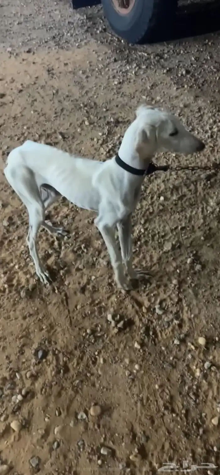 سلوقي صيد للبيع 0