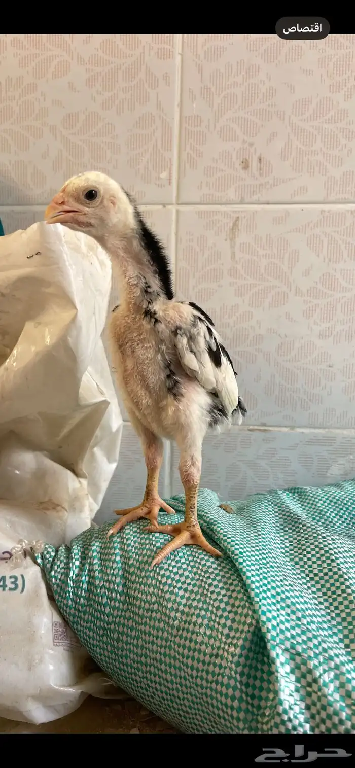 فروخ شامو الماني هزاز 4