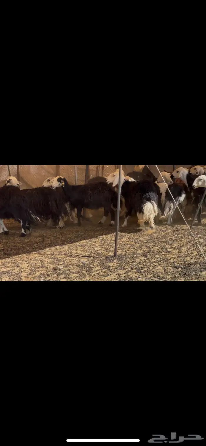 ضان نجد مراح دفيع 6