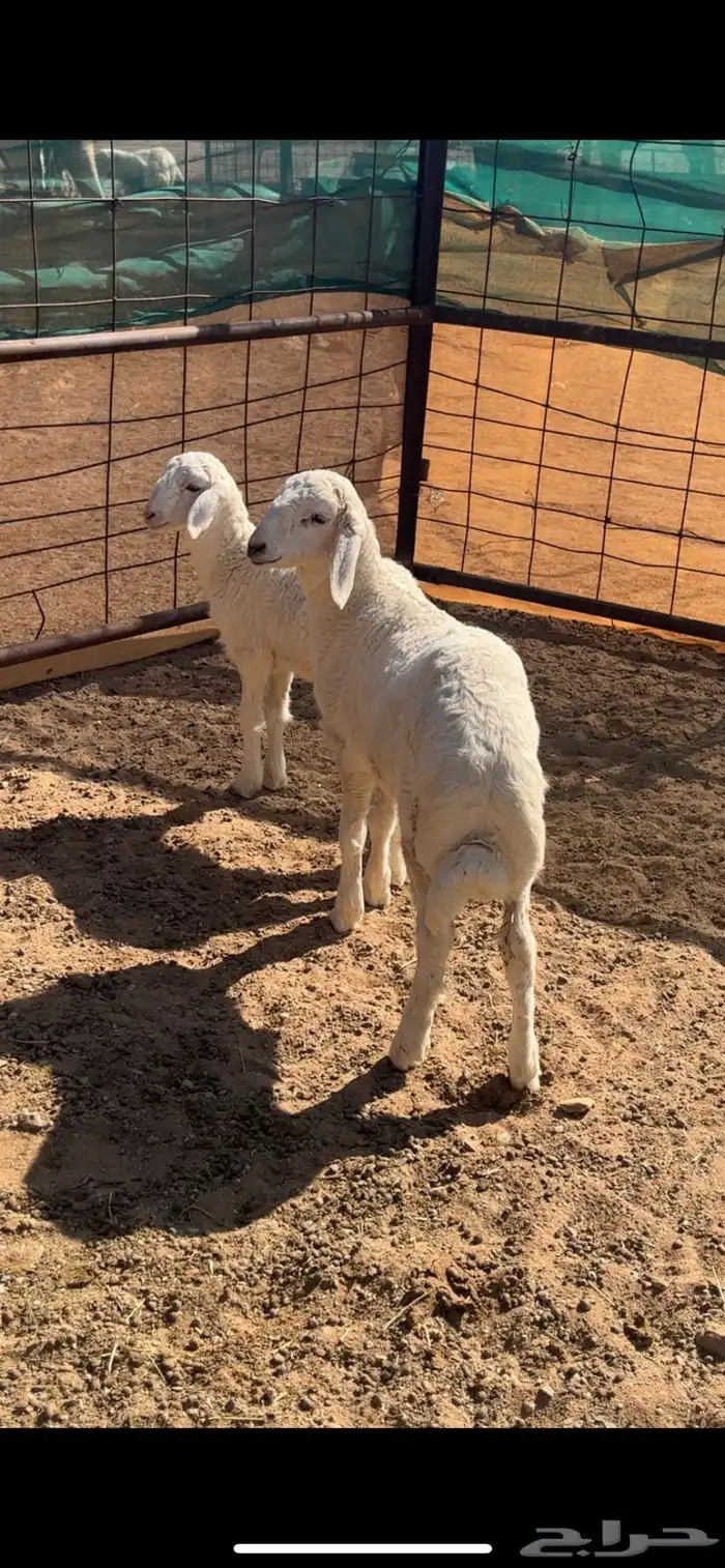 رخال حريات حرش والد 13