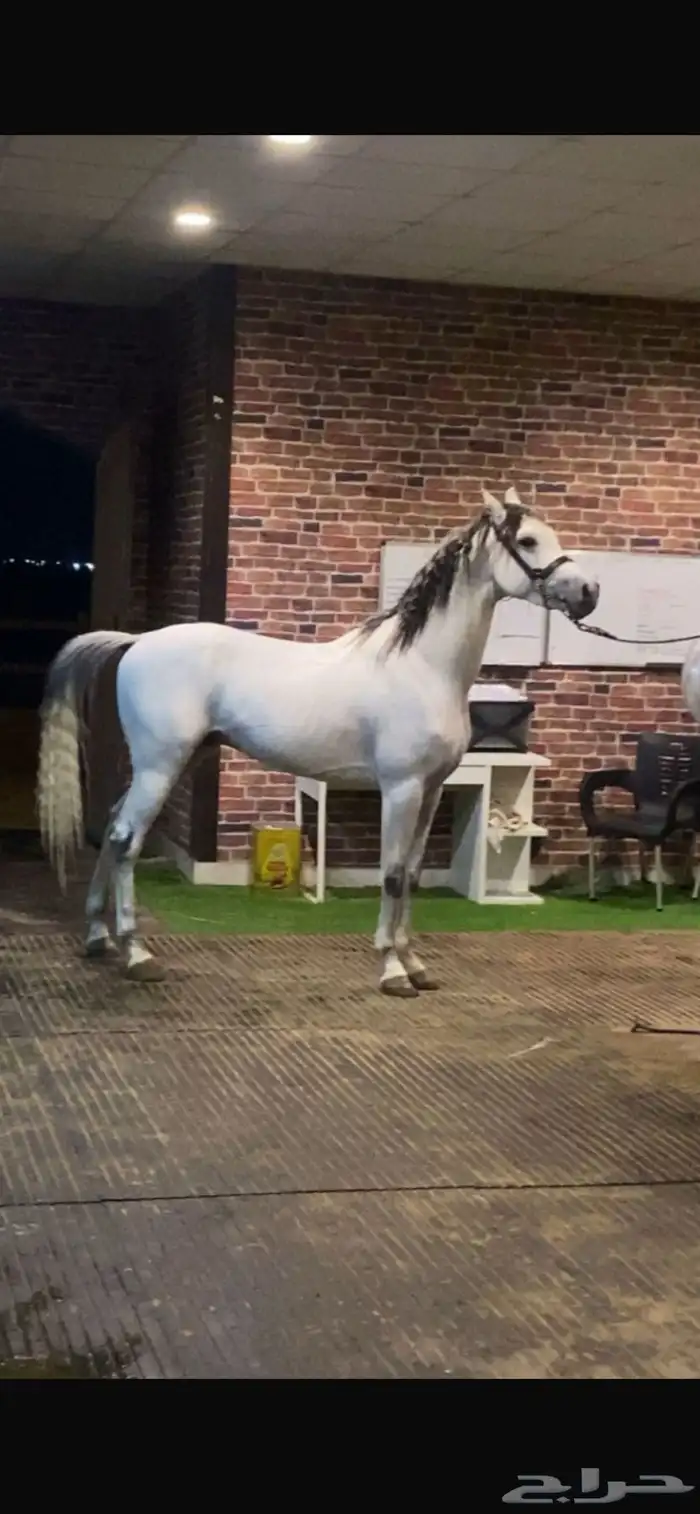 حصان واهو فاخر 1