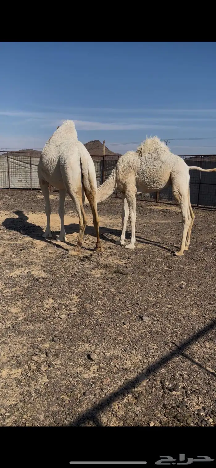 قعود حليب وبرسيم فقط 1