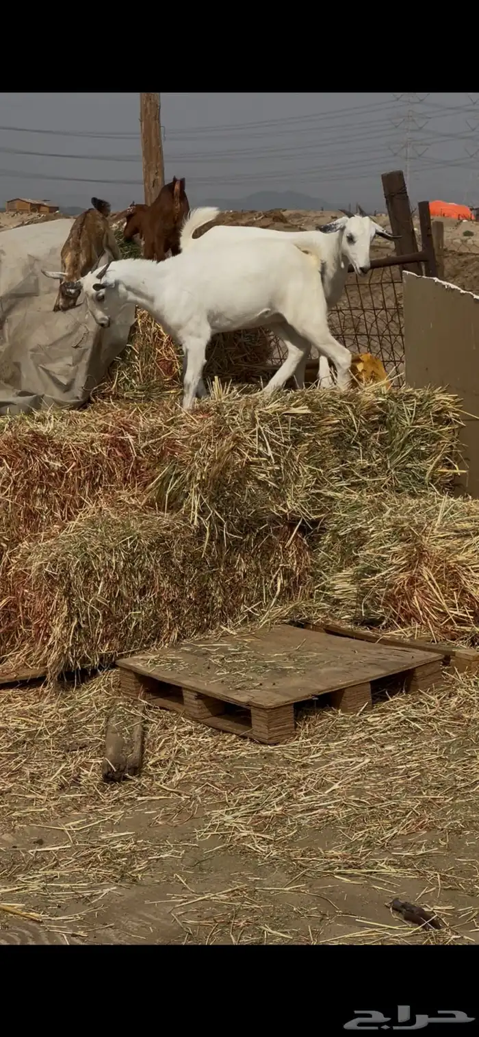 جفرات عفر دفيع 3