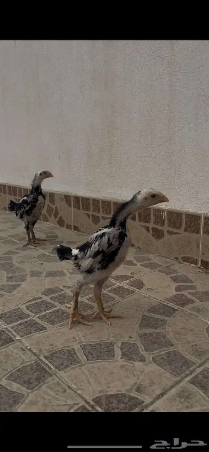 فروخ شامو الماني هزاز 3