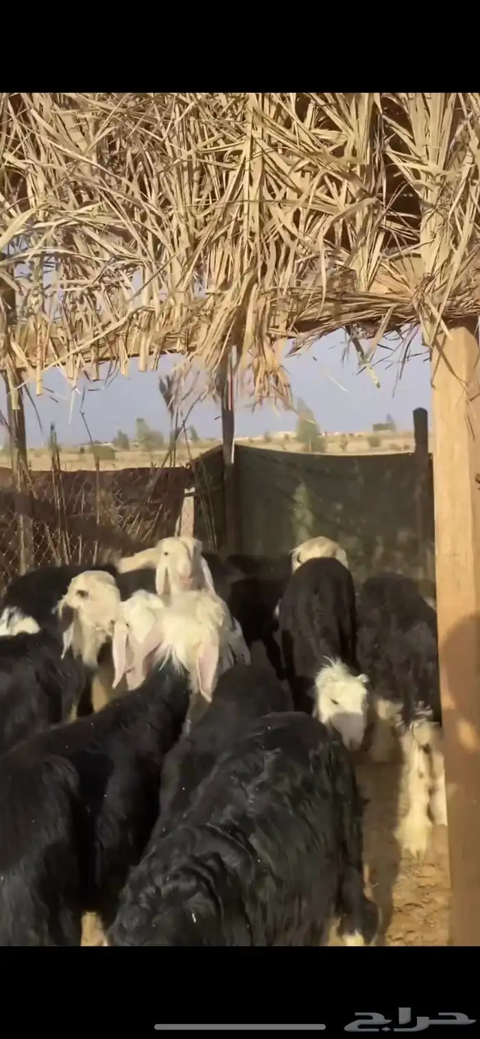 للبيع بهم نجد طليان نجد تم البيع 7