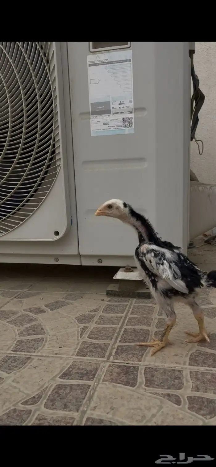 فروخ شامو الماني هزاز 0