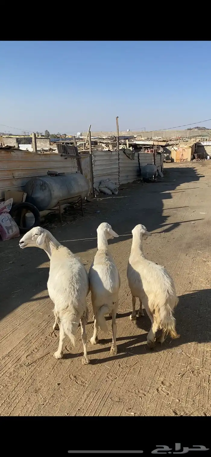 4 عروض حلال مشروطة وطيبة 1