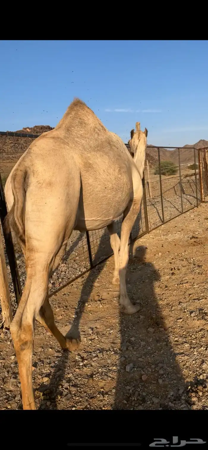 خلفه مصغر مهجنه 4