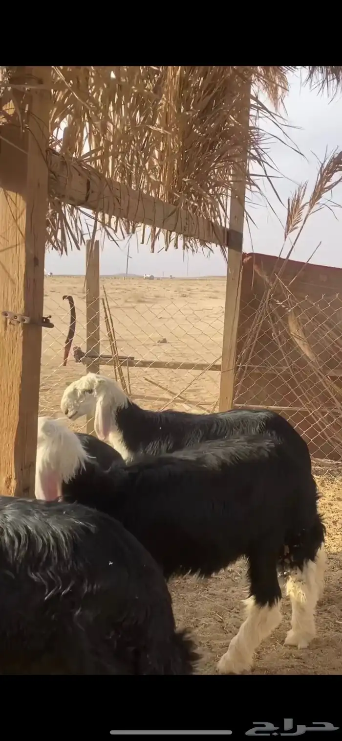 للبيع بهم نجد طليان نجد تم البيع 0