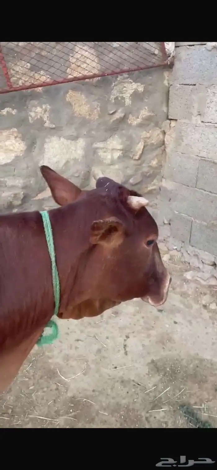 بقرة مشروطه 3