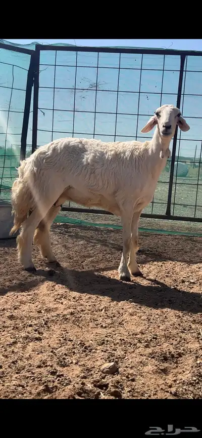 رخال حريات حرش والد index