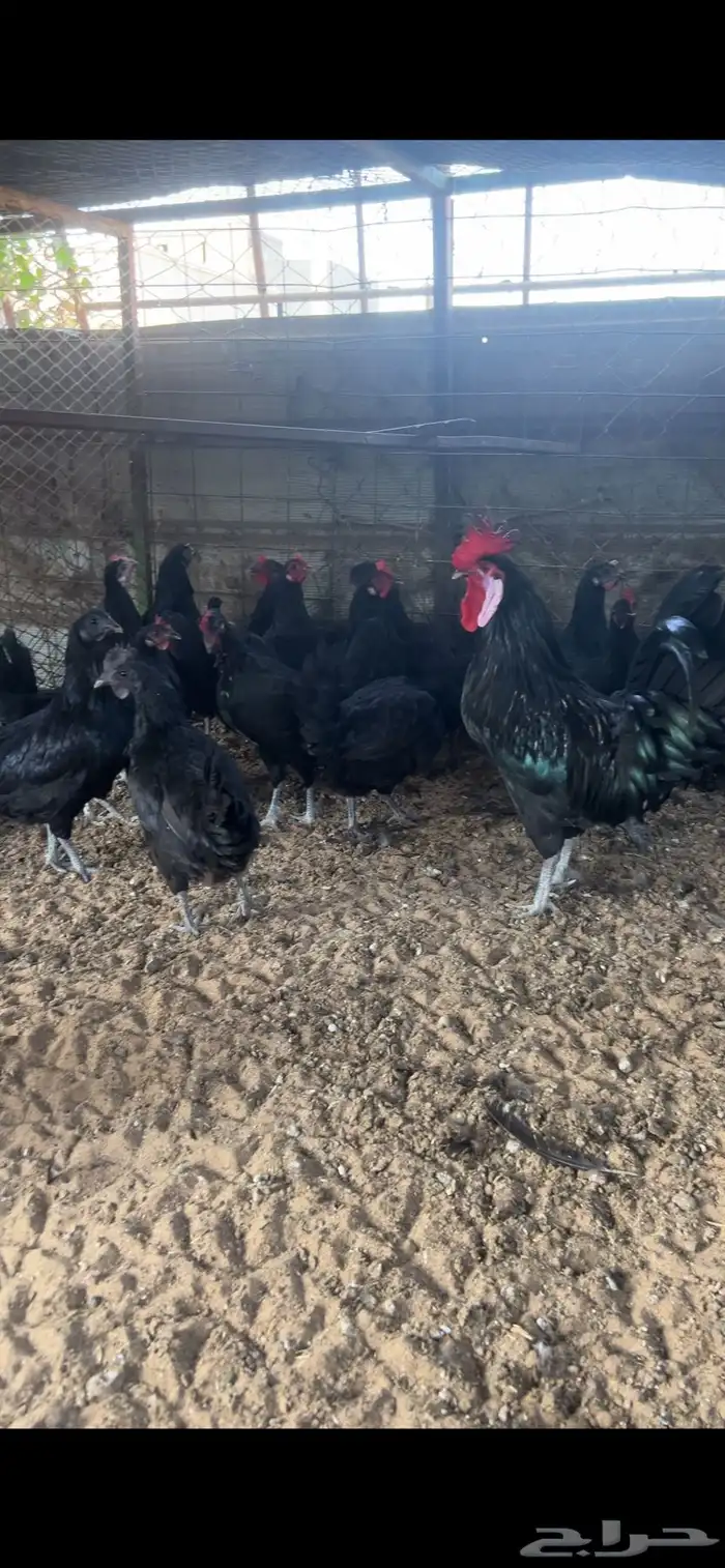 دجاج اسود لماع 4