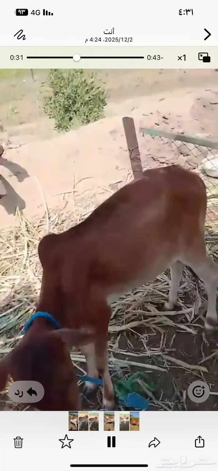 ثنتين بقر للبيع دفيع 2